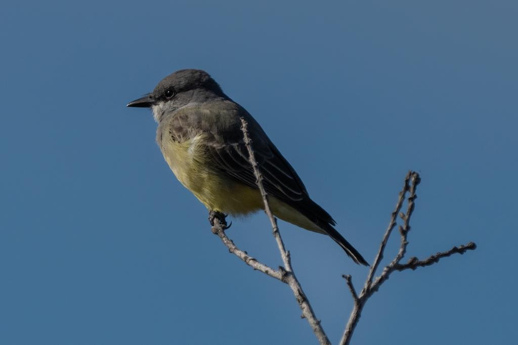 Cassin's Kingbird - ML529700441