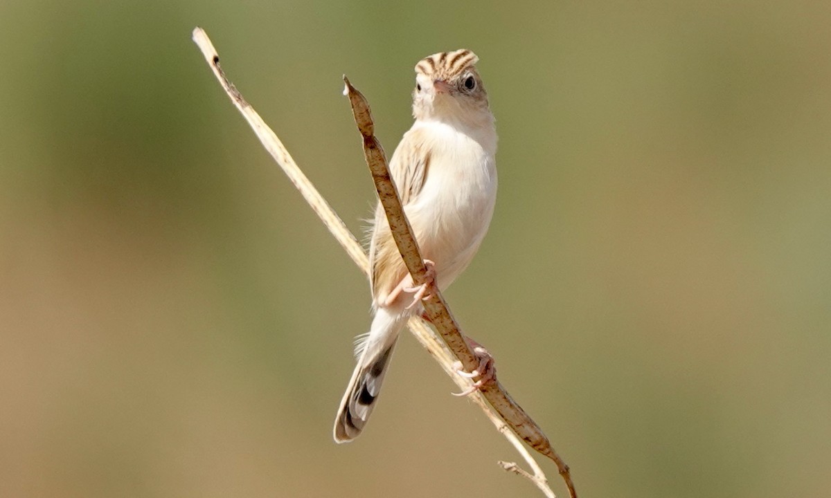 Desert Cisticola - ML529701041