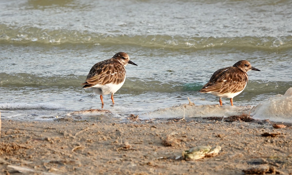 Ruddy Turnstone - ML529701961