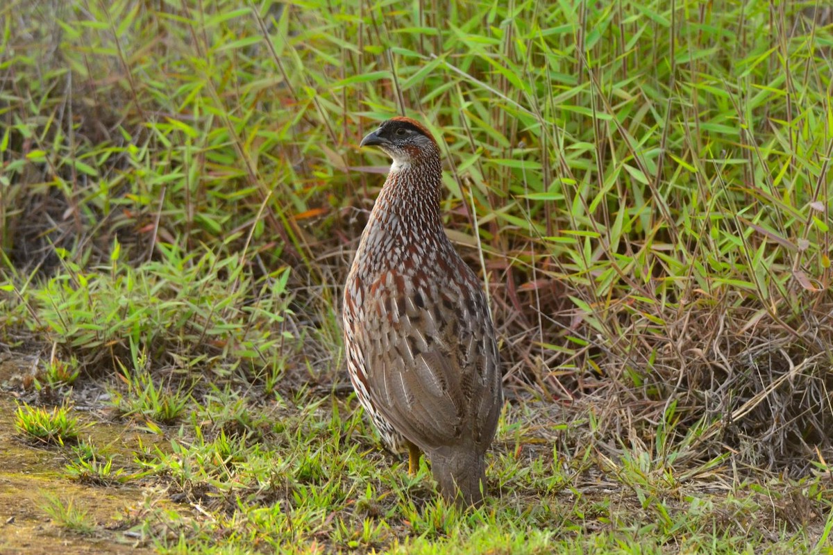 Erckel's Spurfowl - ML529703991