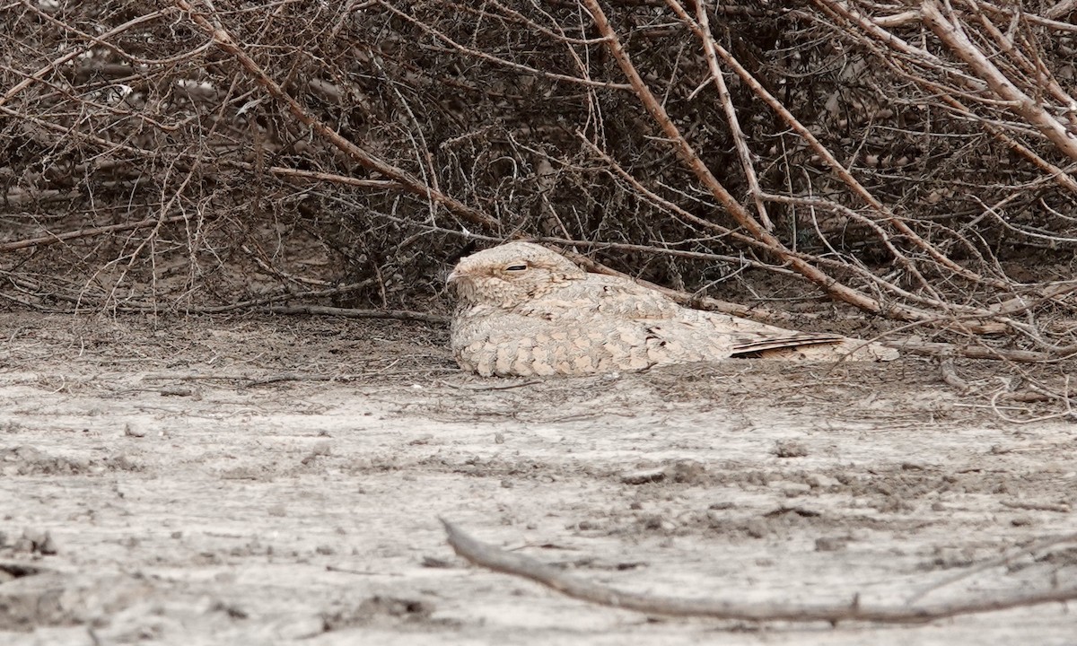 Egyptian Nightjar - Whitney Mortimer