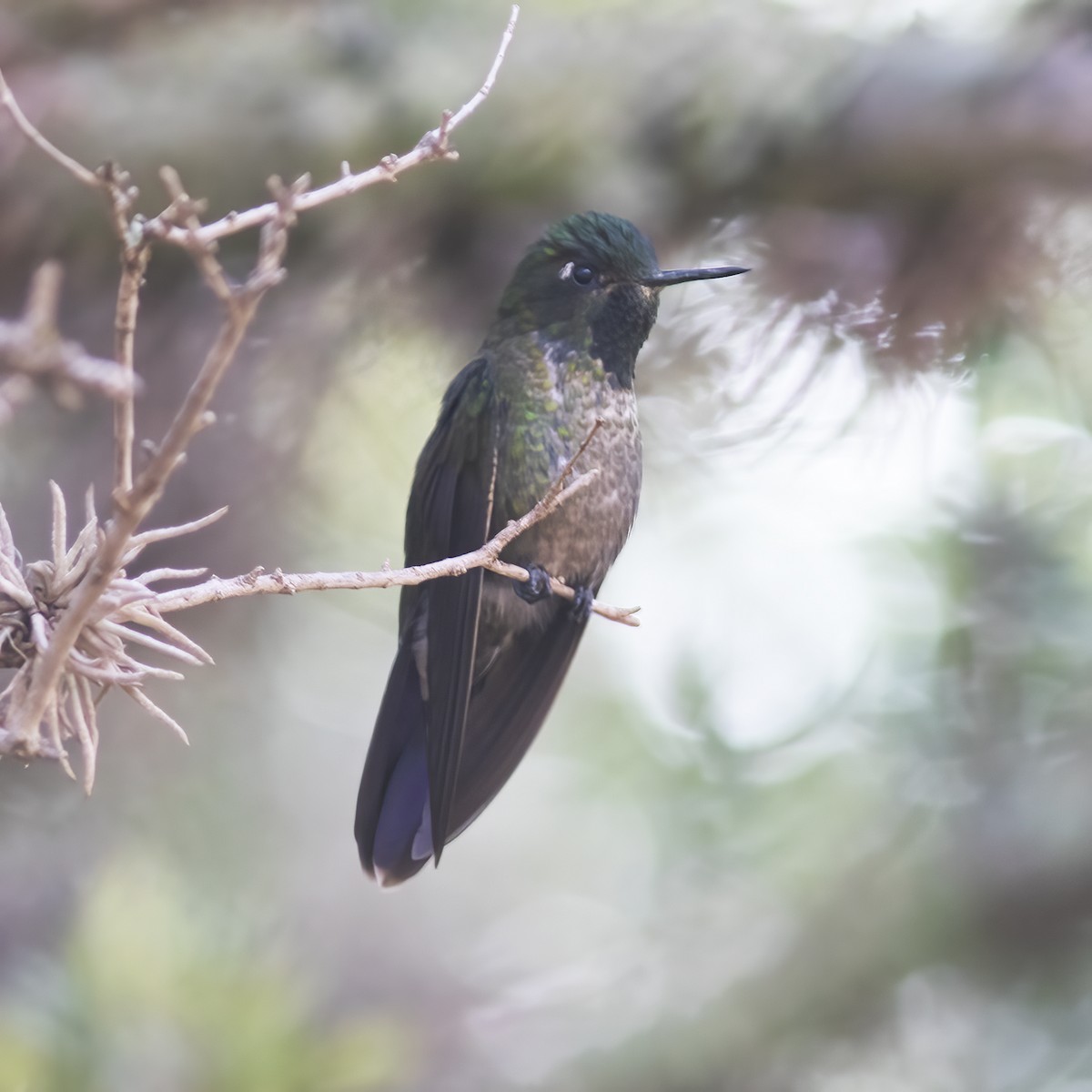 kolibřík dřišťálový - ML529704781