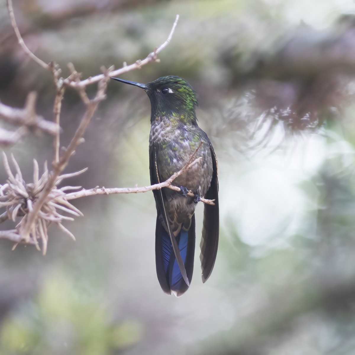 kolibřík dřišťálový - ML529704791
