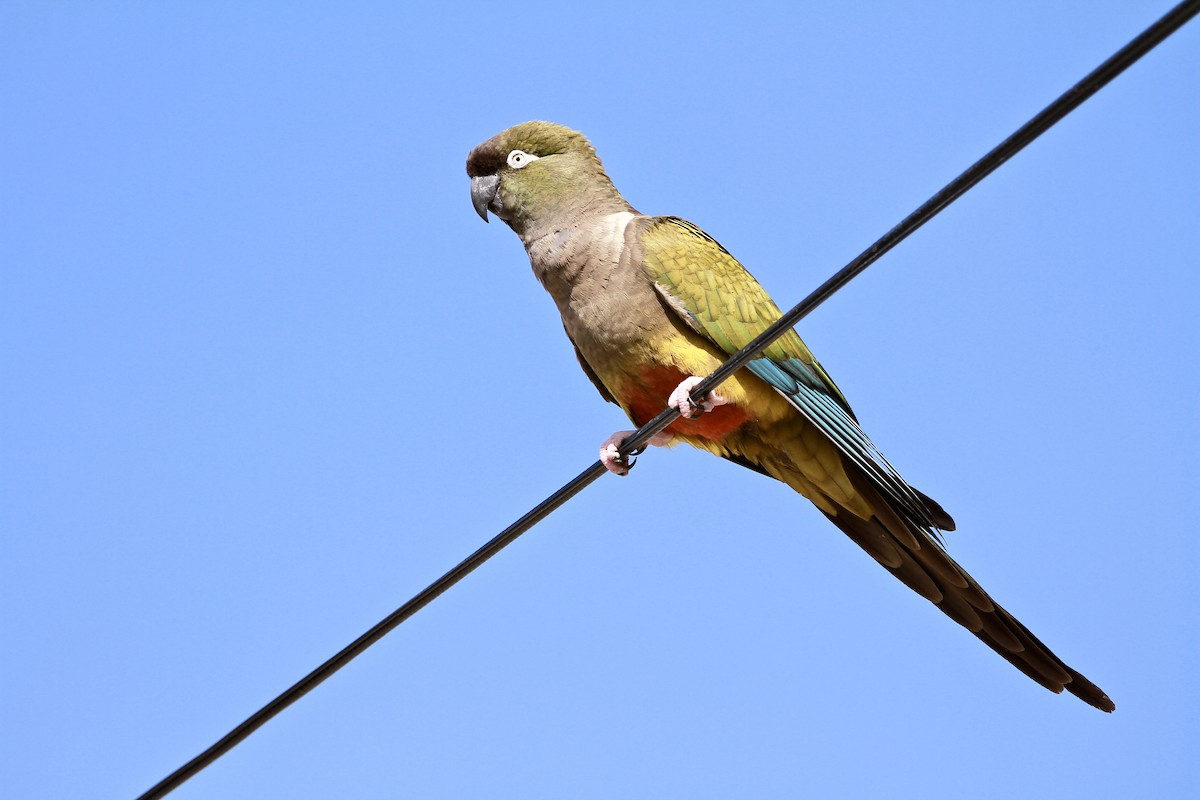 Burrowing Parakeet - ML529704851