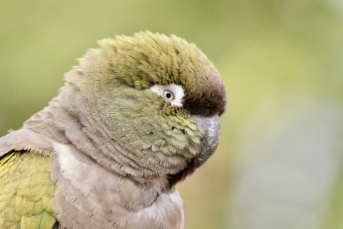 Burrowing Parakeet - ML529704921