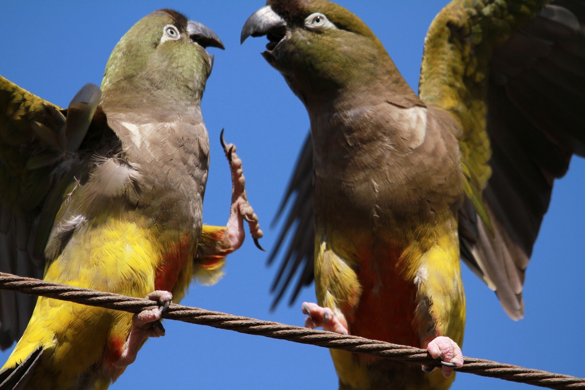 Burrowing Parakeet - ML529704931