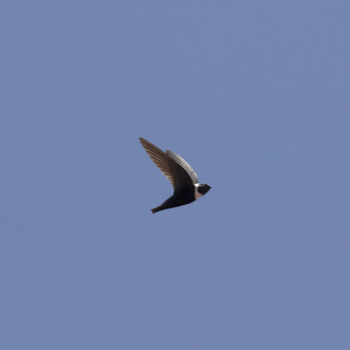 White-collared Swift - Gary Rosenberg