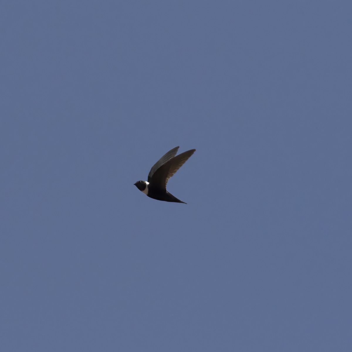 White-collared Swift - Gary Rosenberg