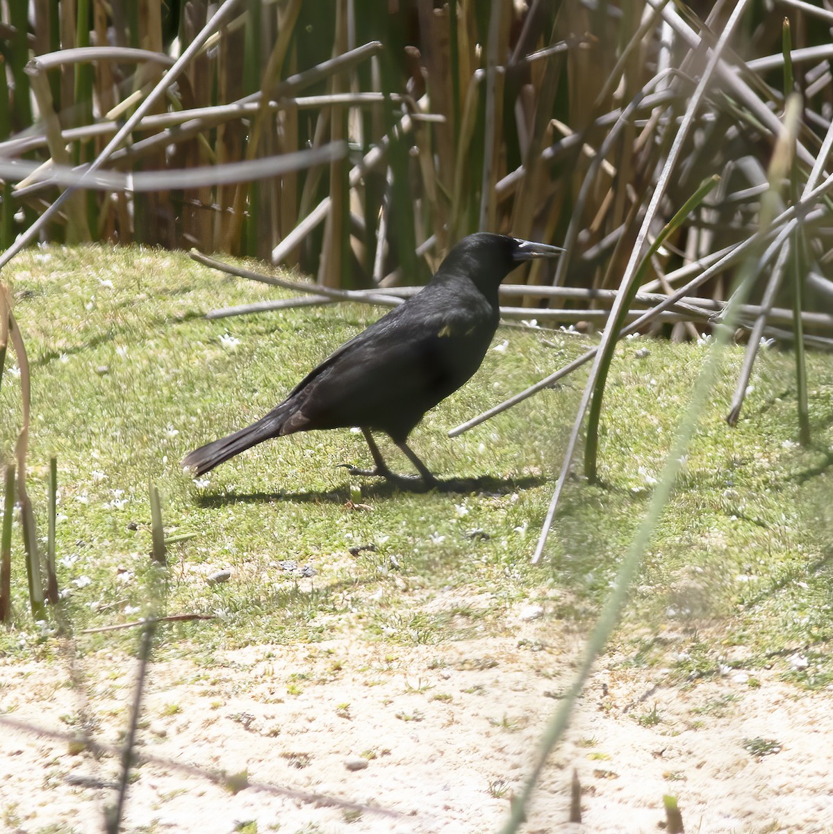 Yellow-winged Blackbird - ML529705351