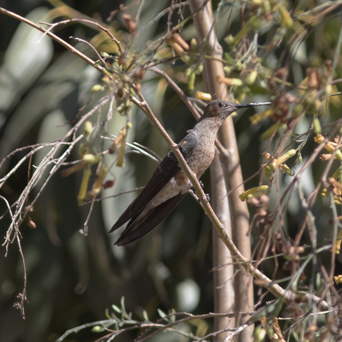 kolibřík velký - ML529706461