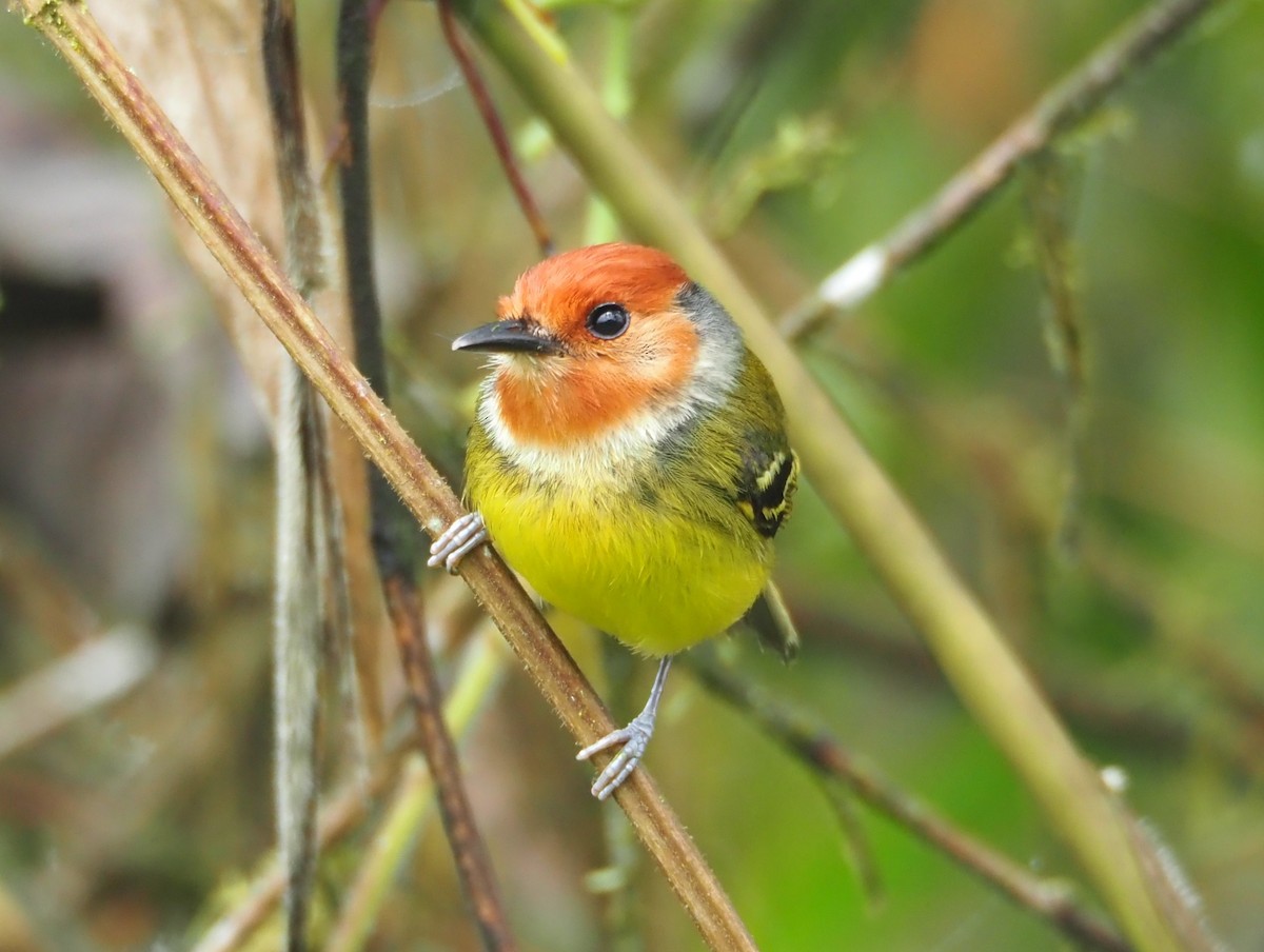 Rufous-crowned Tody-Flycatcher - ML529706531