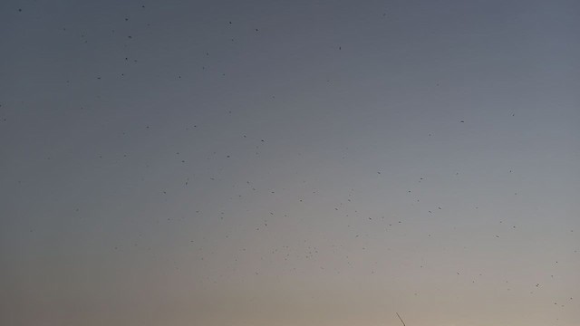 Citrine Wagtail - ML529707631
