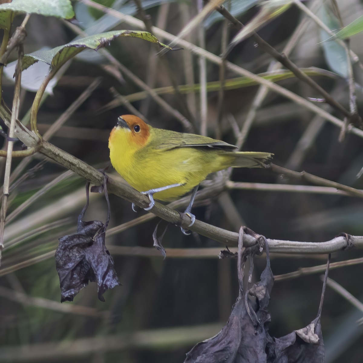 Rust-and-yellow Tanager - Gary Rosenberg