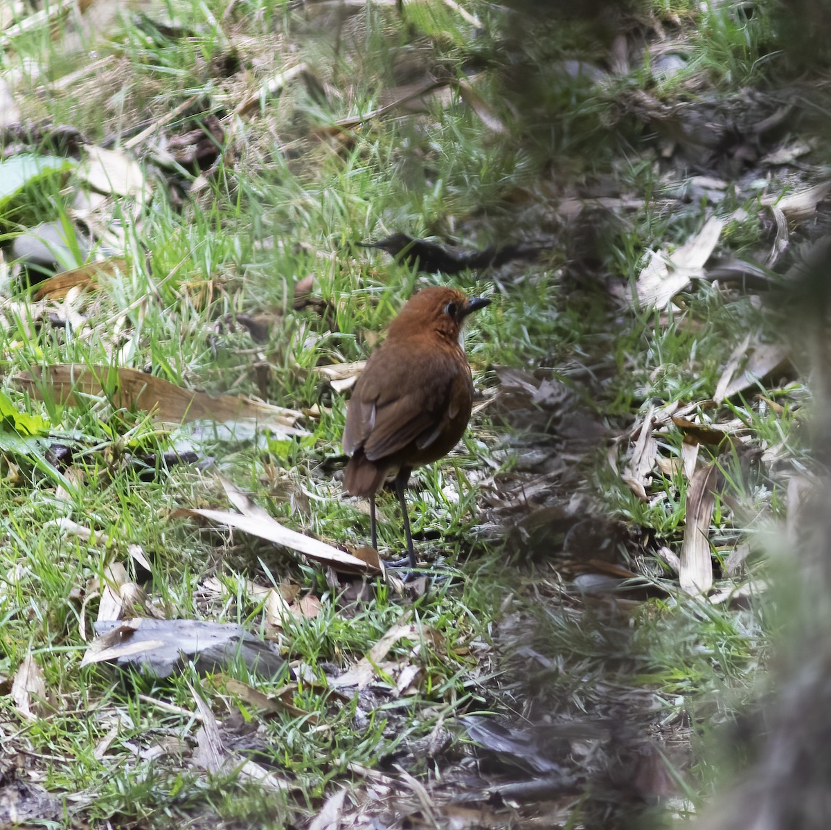 Red-and-white Antpitta - Gary Rosenberg