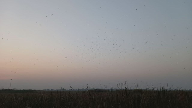 White Wagtail - ML529709091