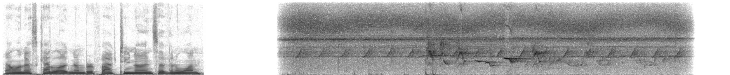 Жемчужная веерохвостка - ML52971