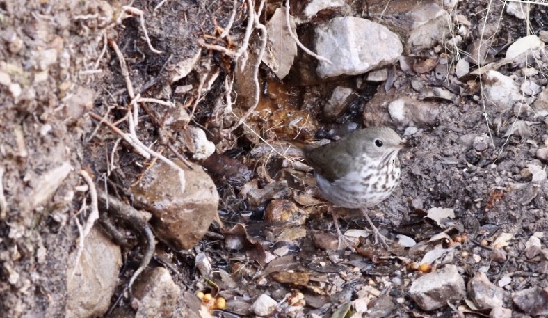 Hermit Thrush - ML529710701