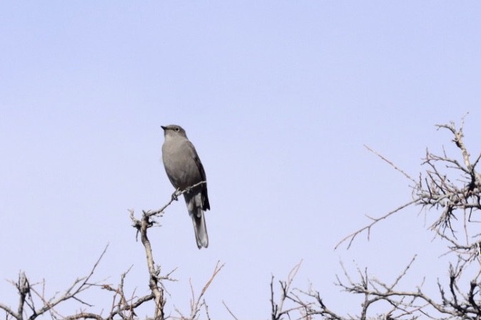 Townsend's Solitaire - ML529710741
