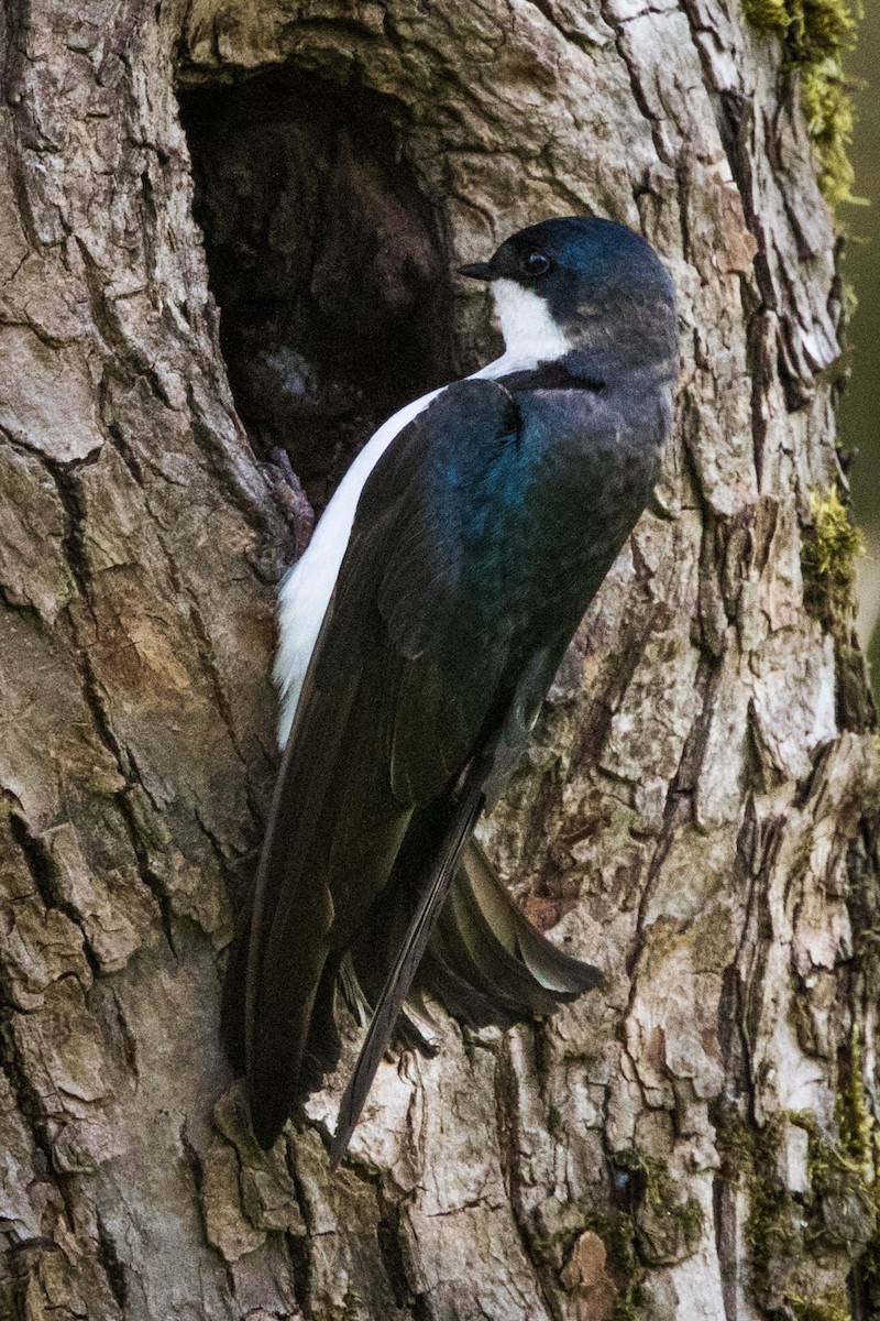 Tree Swallow - Jonathan Ley