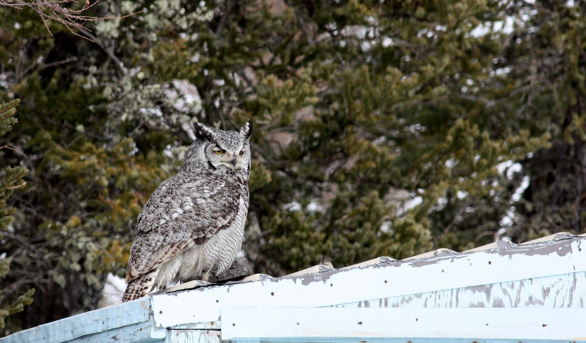 Great Horned Owl - ML52971441