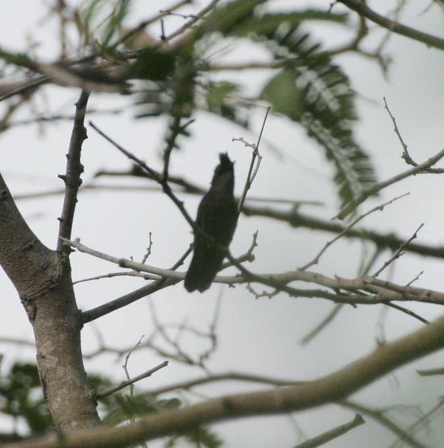 Antillean Crested Hummingbird - ML529714461