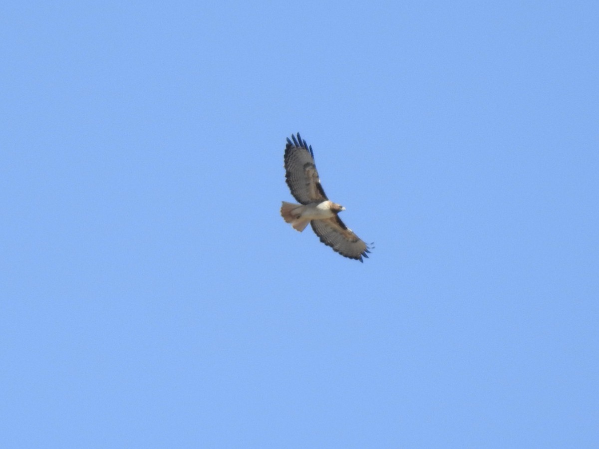 Red-tailed Hawk - ML529714551