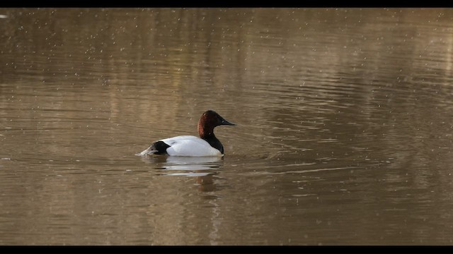 Canvasback - ML529718071