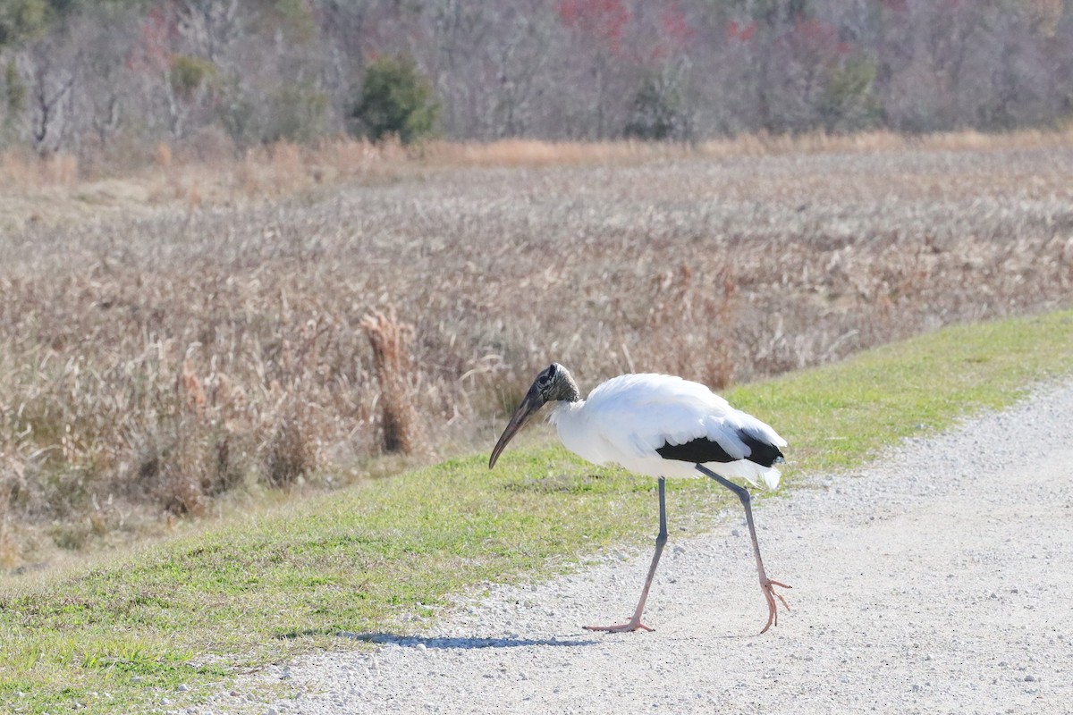 Wood Stork - Janette Brogan