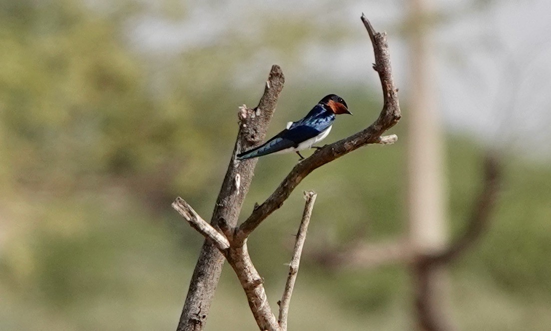 Red-chested Swallow - ML529721621