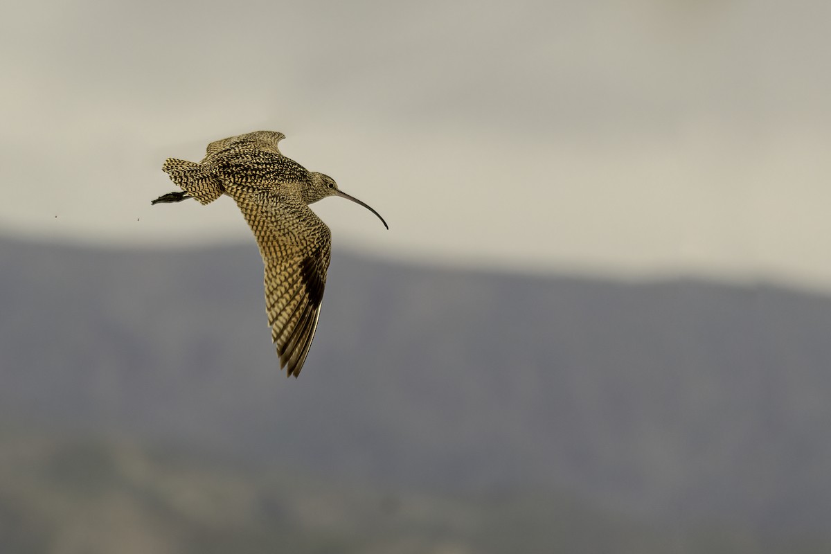 Long-billed Curlew - ML529721891
