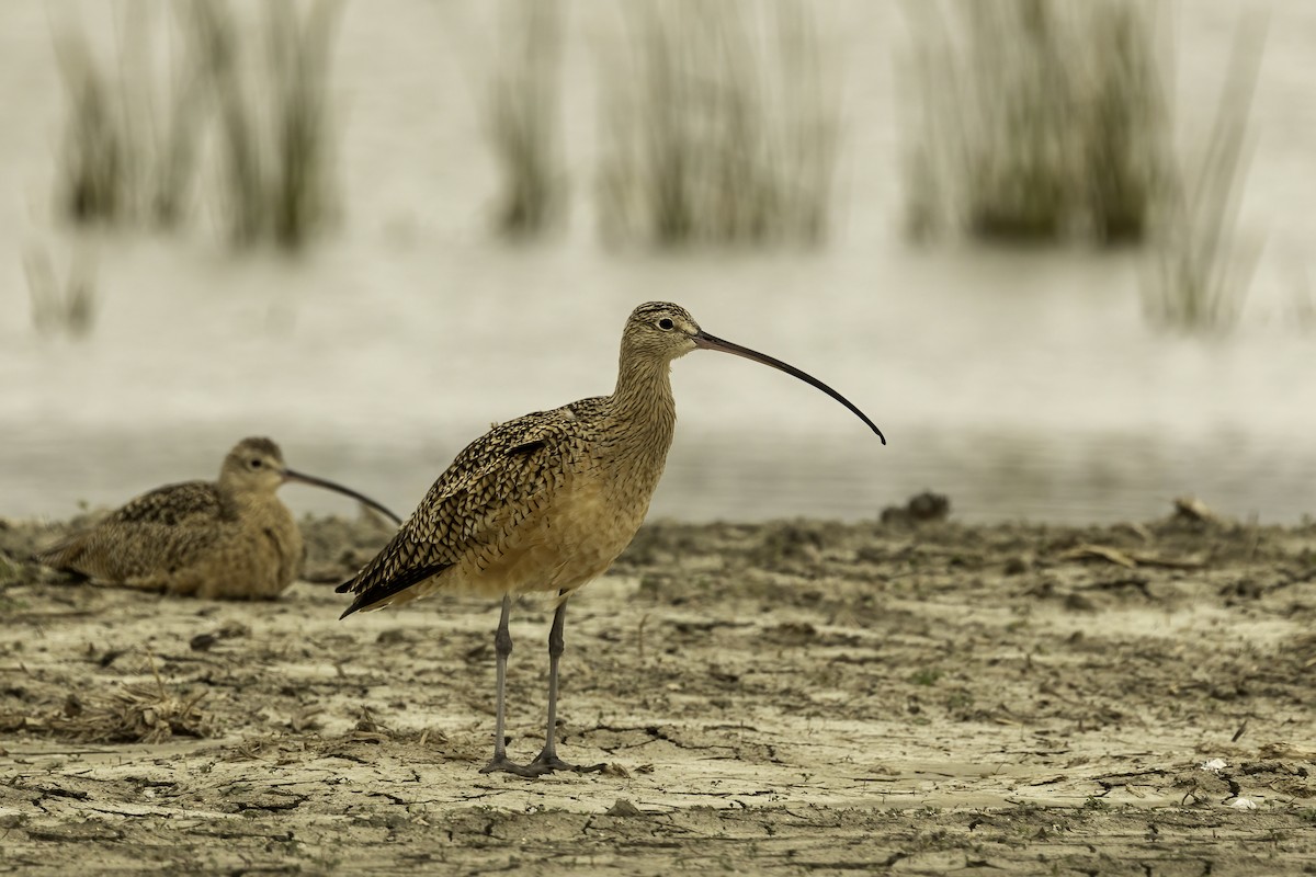 Long-billed Curlew - ML529721911