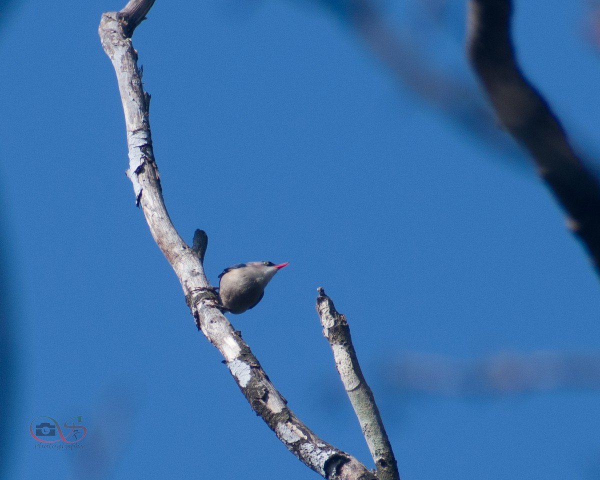 Velvet-fronted Nuthatch - ML529722031
