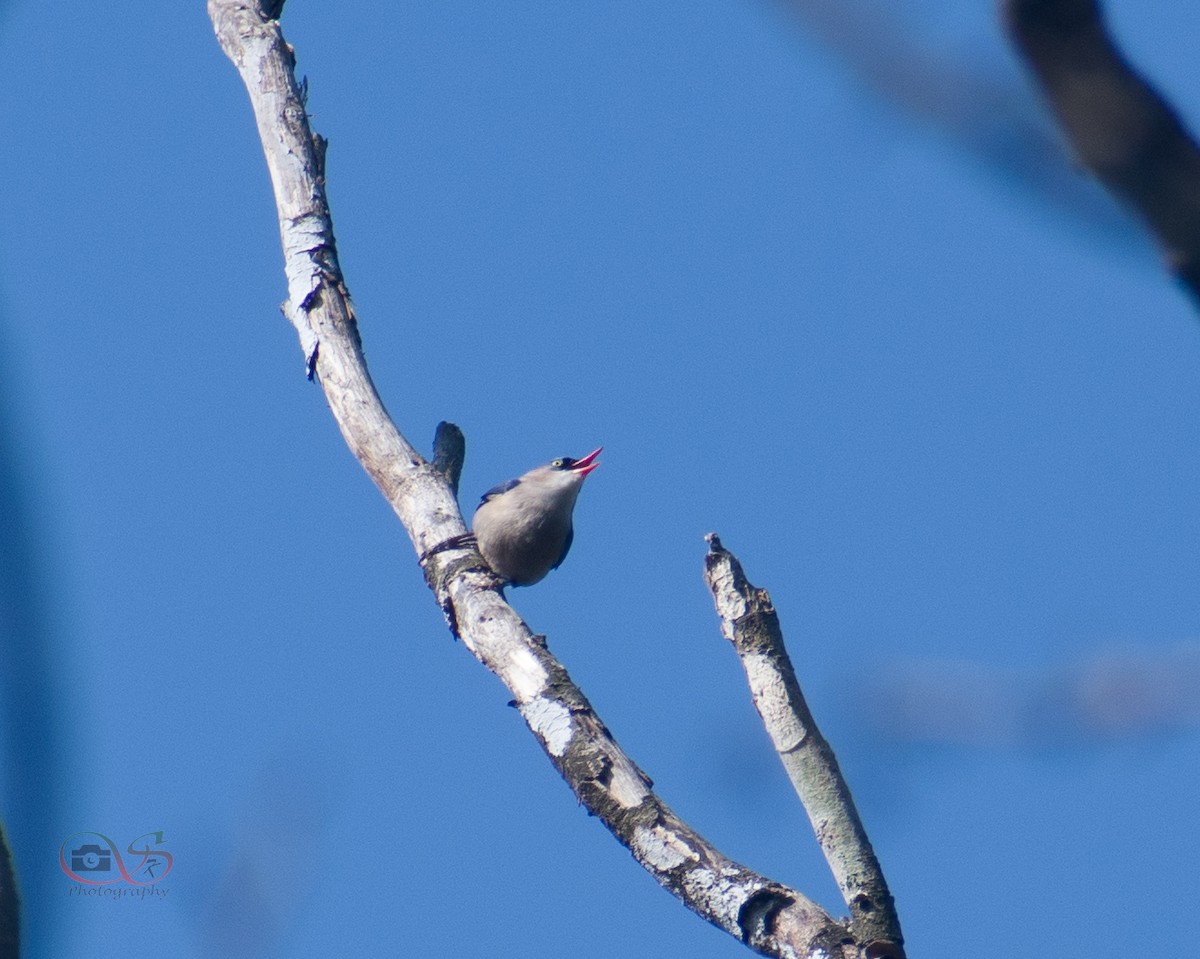 Velvet-fronted Nuthatch - ML529722331