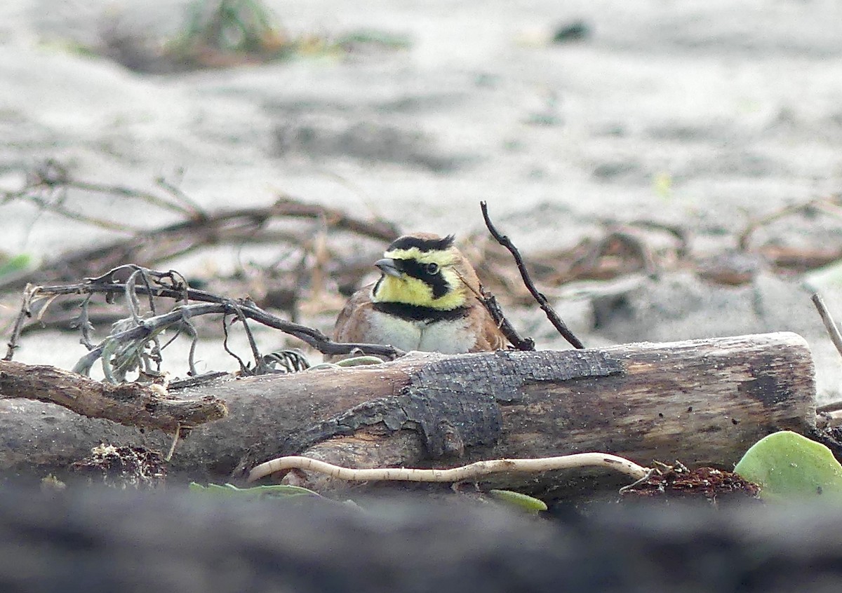 Horned Lark - ML529723201