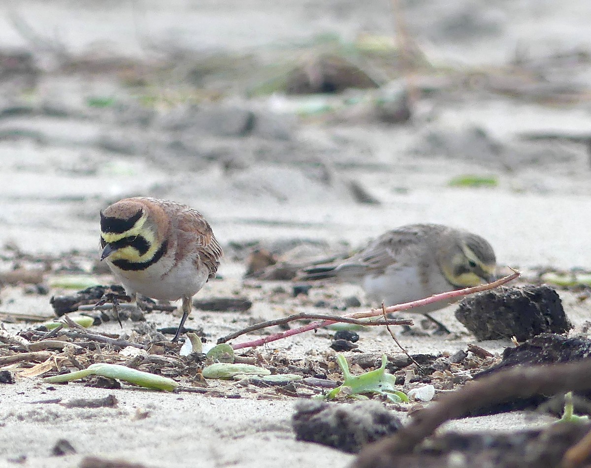 Horned Lark - ML529723211