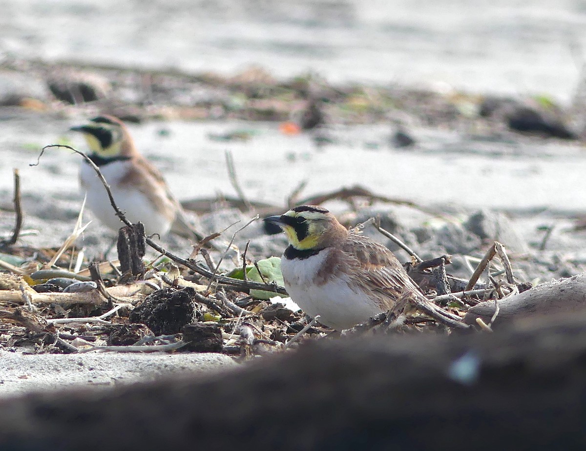 Horned Lark - ML529723231