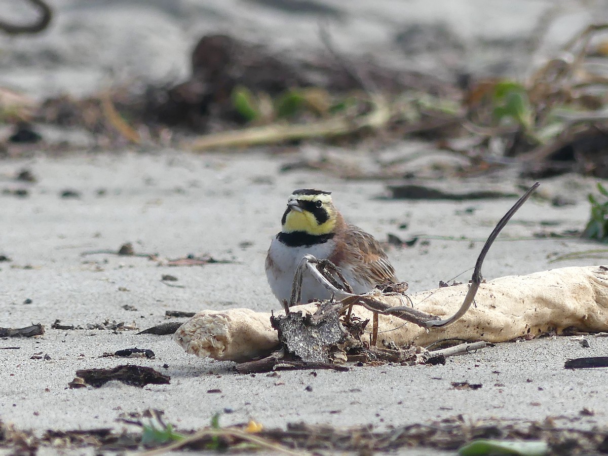 Horned Lark - ML529723241