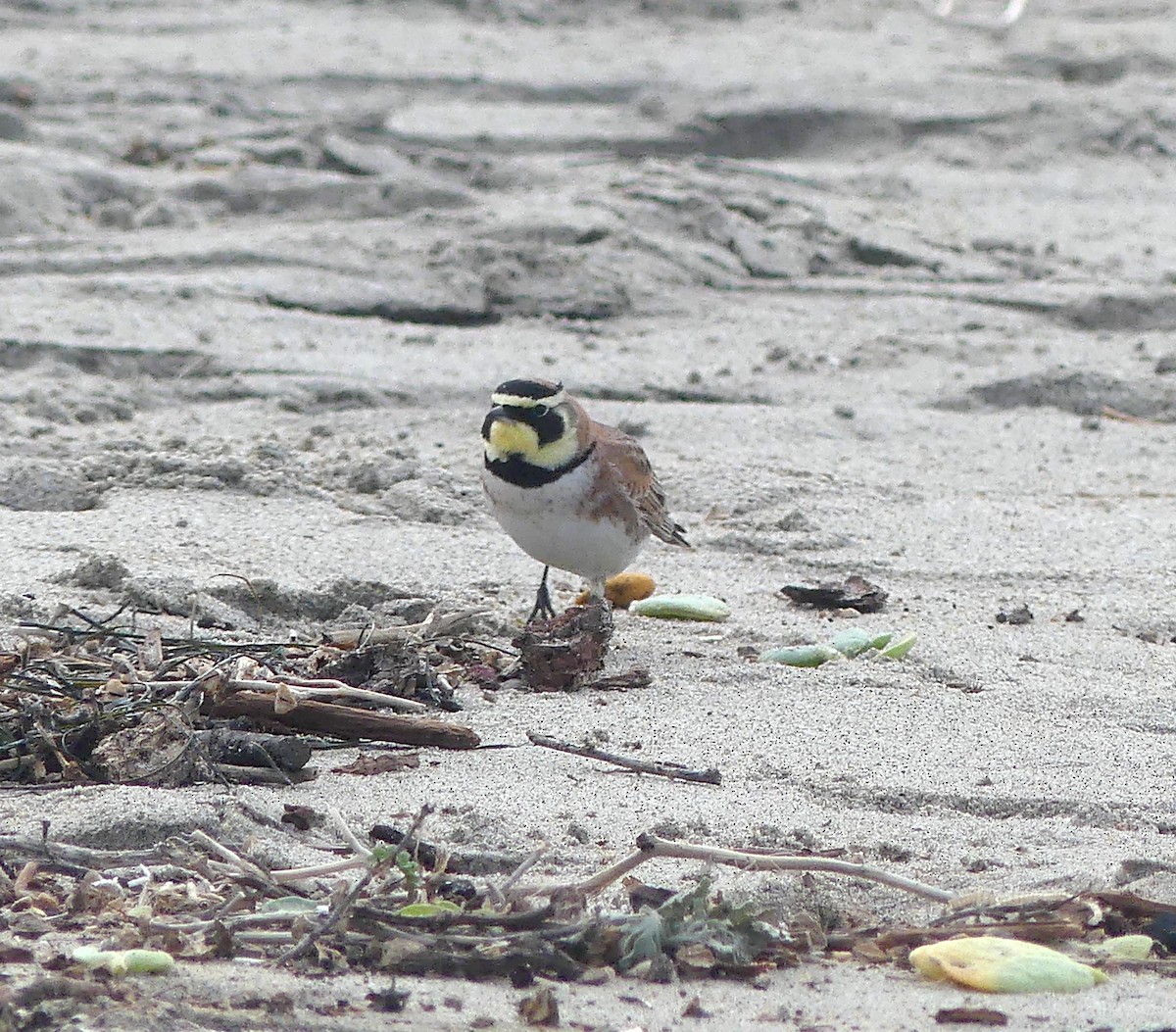 Horned Lark - ML529724321