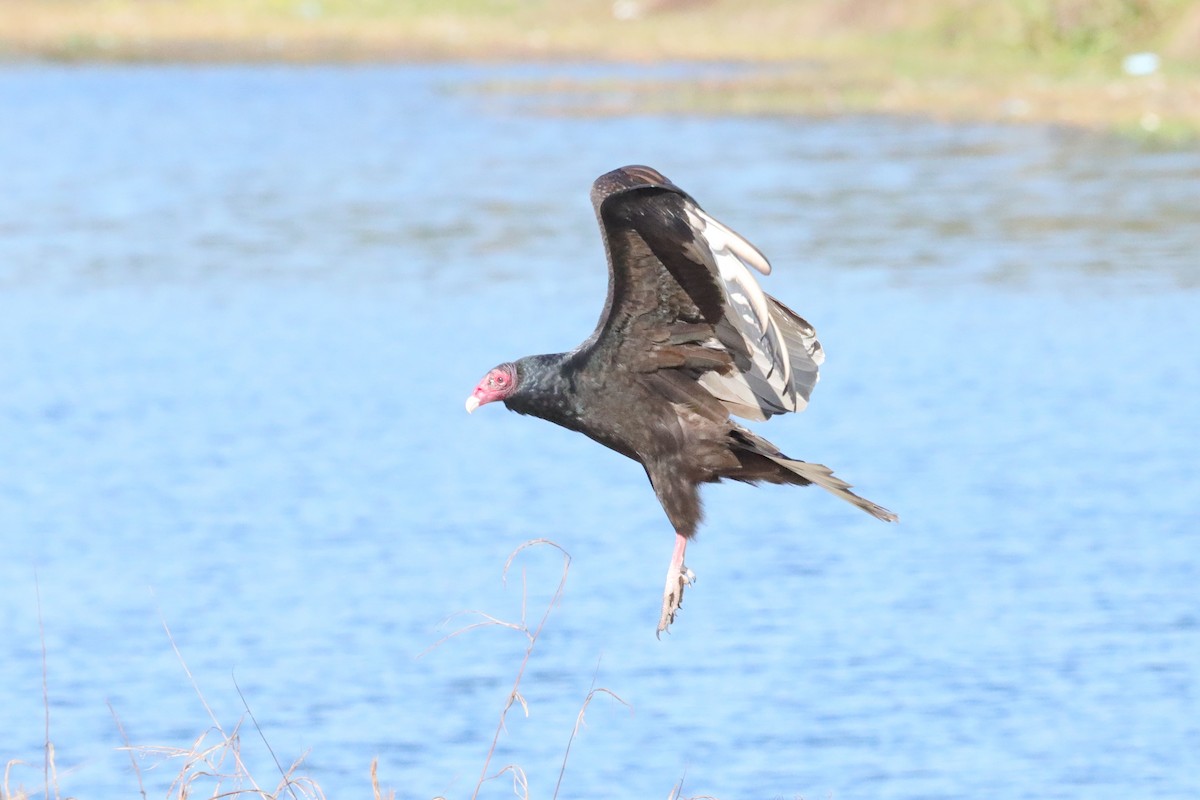 Turkey Vulture - ML529725411