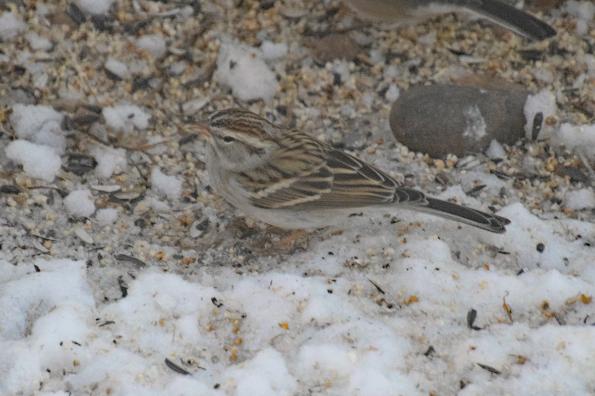 Chipping Sparrow - ML529726401