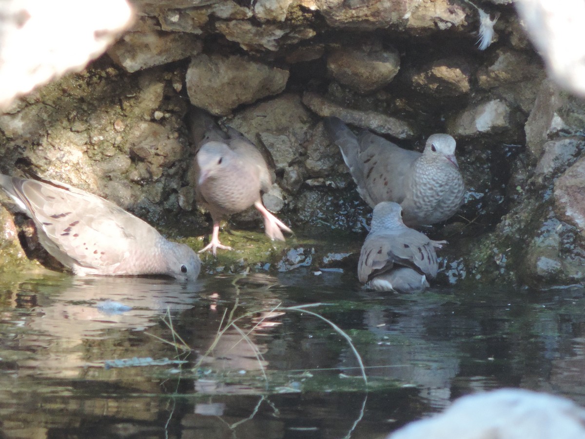 Common Ground Dove - ML529726521