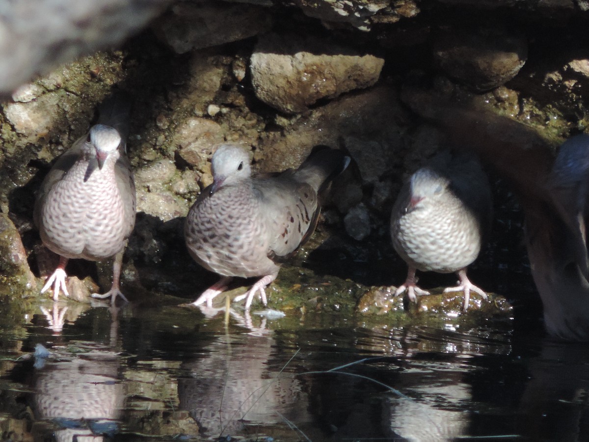 Common Ground Dove - ML529726531