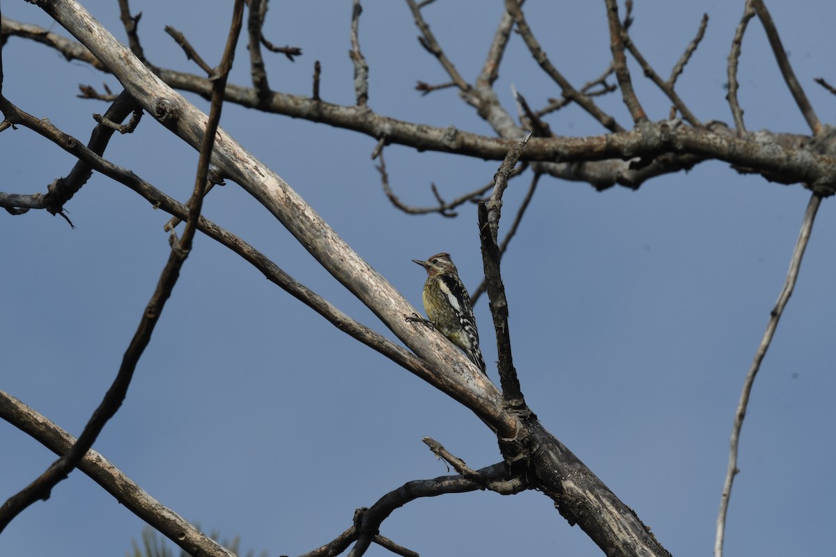 Yellow-bellied Sapsucker - Ted Bradford