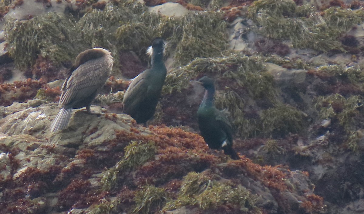 Pelagic Cormorant - ML529727601