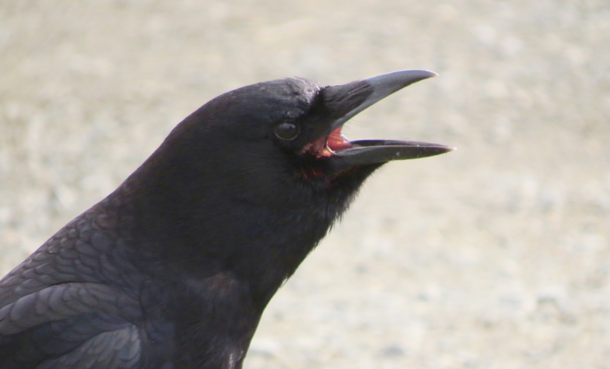 American Crow - Petra Clayton