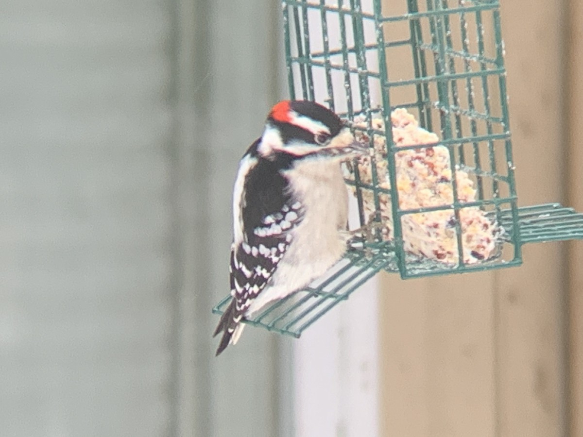 Downy Woodpecker - ML529727771