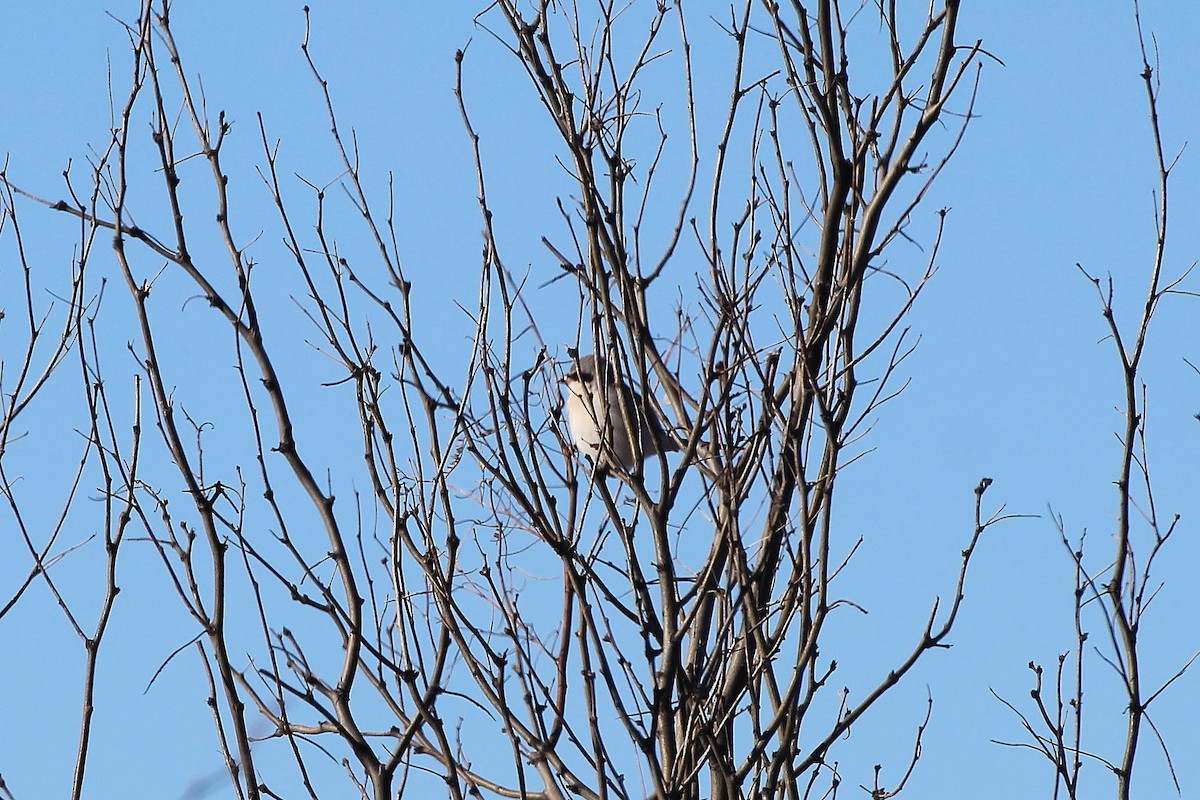 Loggerhead Shrike - ML529727801