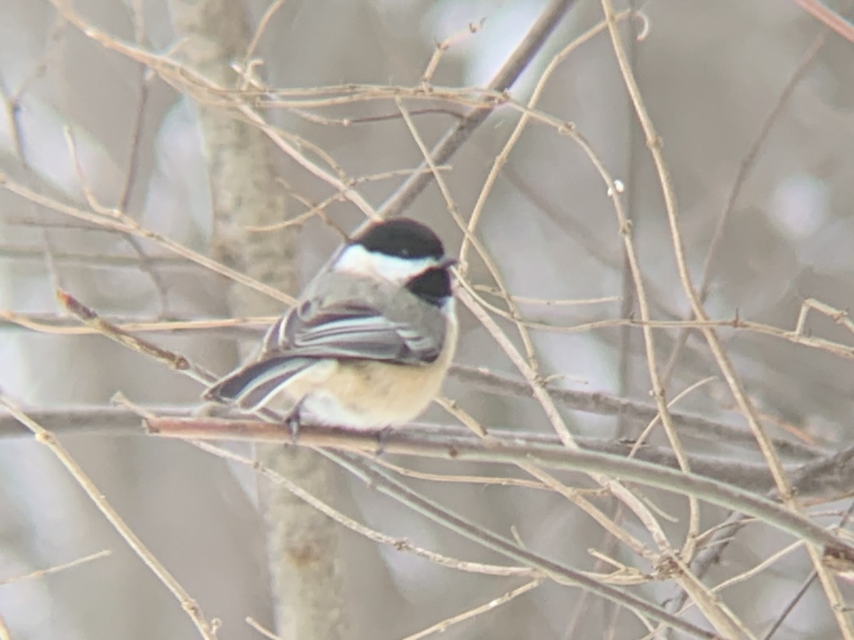 Black-capped Chickadee - ML529727911