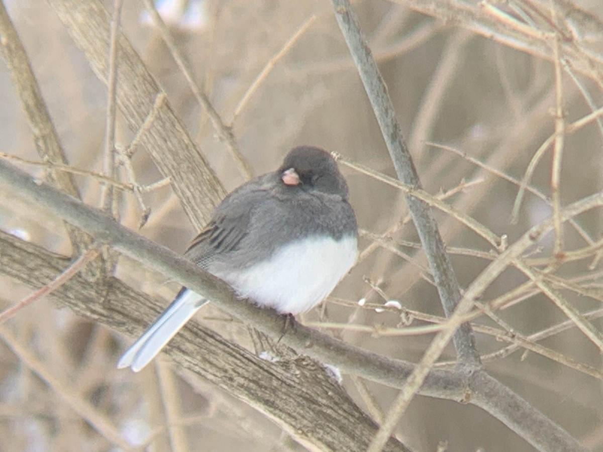 Dark-eyed Junco - ML529728021