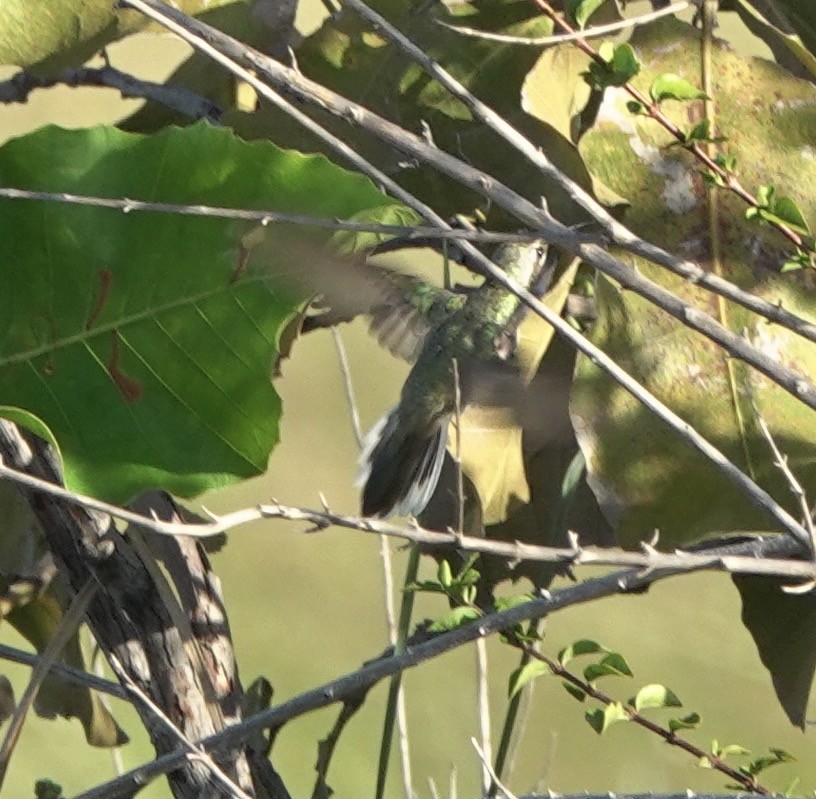 kolibřík rudozobý - ML529728581
